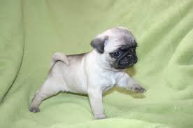 mops 4