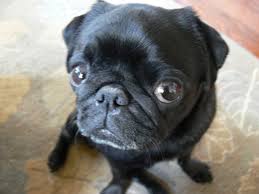 mops 1
