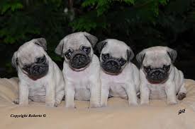 mops 2